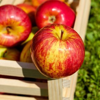 Frische Äpfel