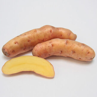 Bamberger Hörnchen Kartoffeln 3 kg