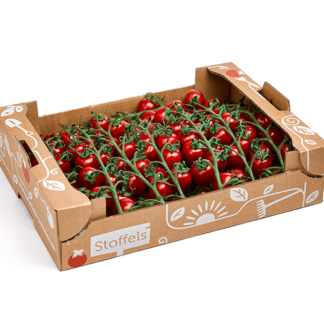 Strauchtomaten Tasty-Tom 3 kg