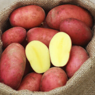 Kartoffeln rot 25 kg Sack