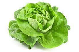 Kopfsalat frisch 12 Stück
