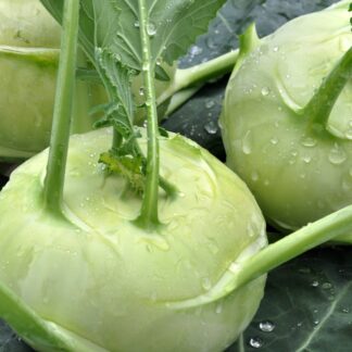 Kohlrabi frisch 20 Stück