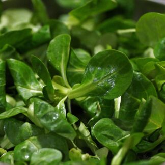 Feldsalat frisch 1 x 150 g Schale